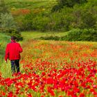 Mohn