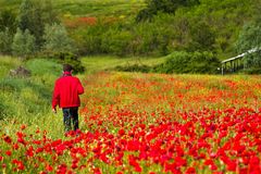 Mohn