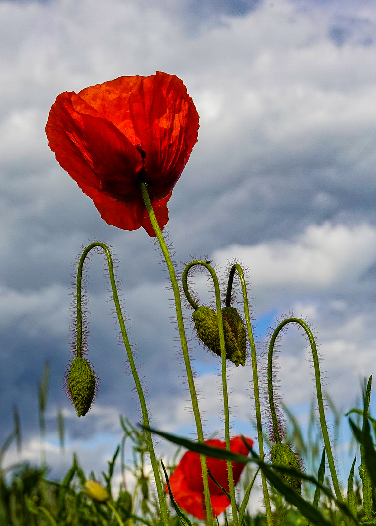 Mohn