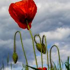 Mohn