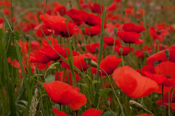 Mohn