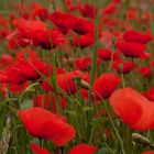 Mohn