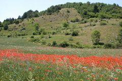 Mohn