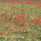 Mohn