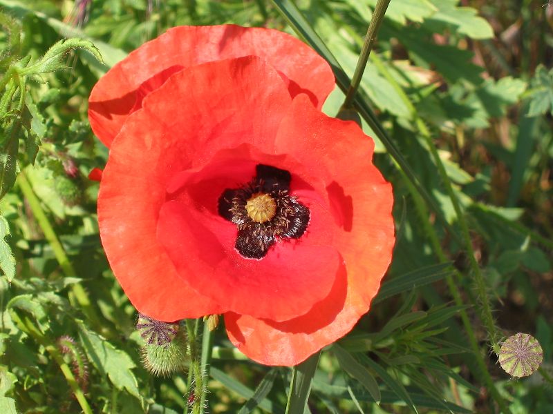 Mohn