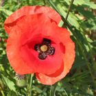 Mohn