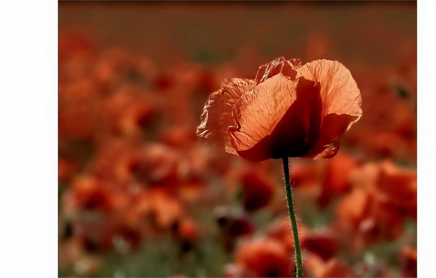 °Mohn°