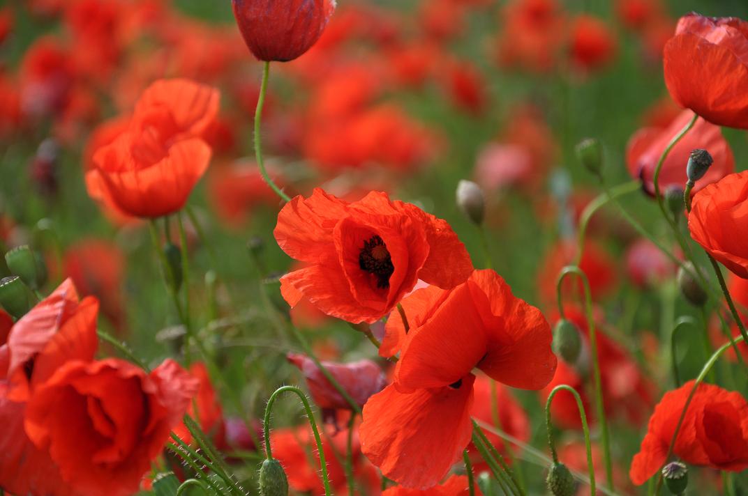 Mohn