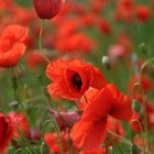 Mohn