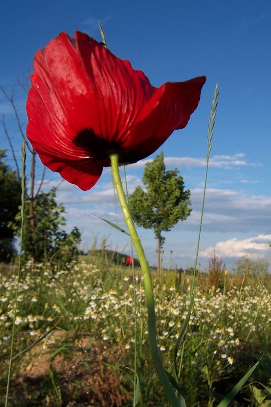 Mohn