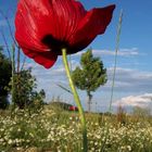 Mohn