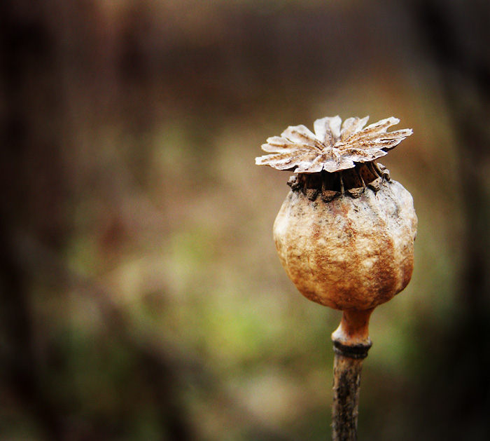 .. mohn ..