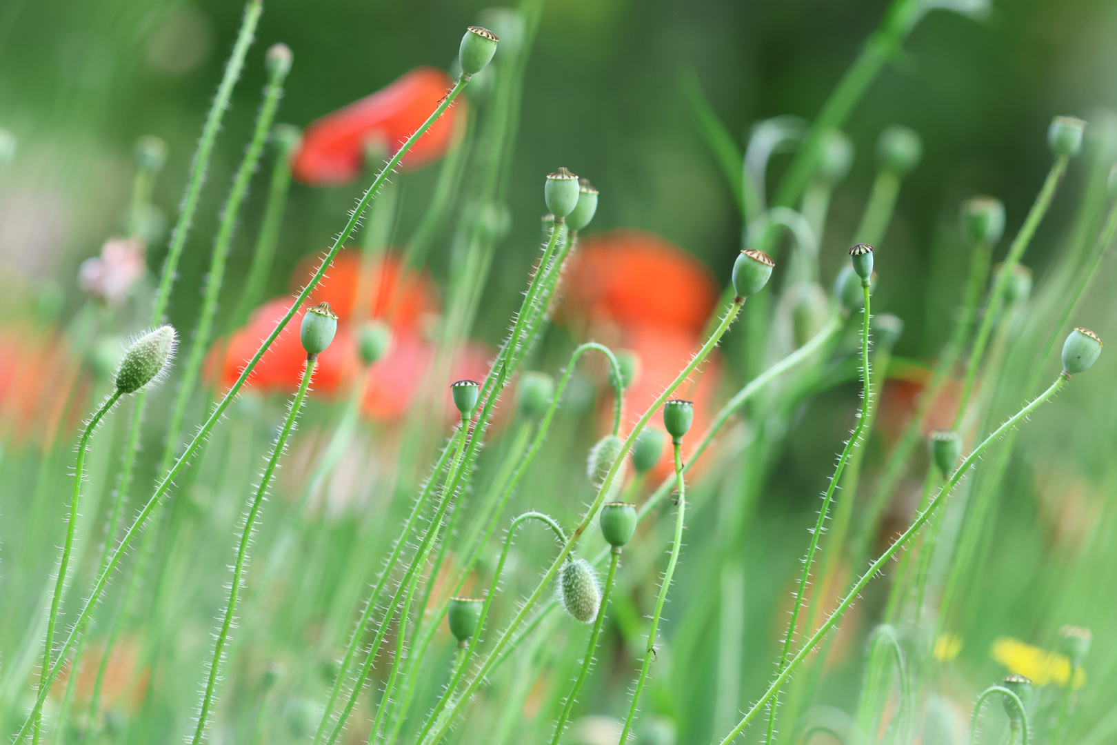 Mohn