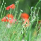 Mohn