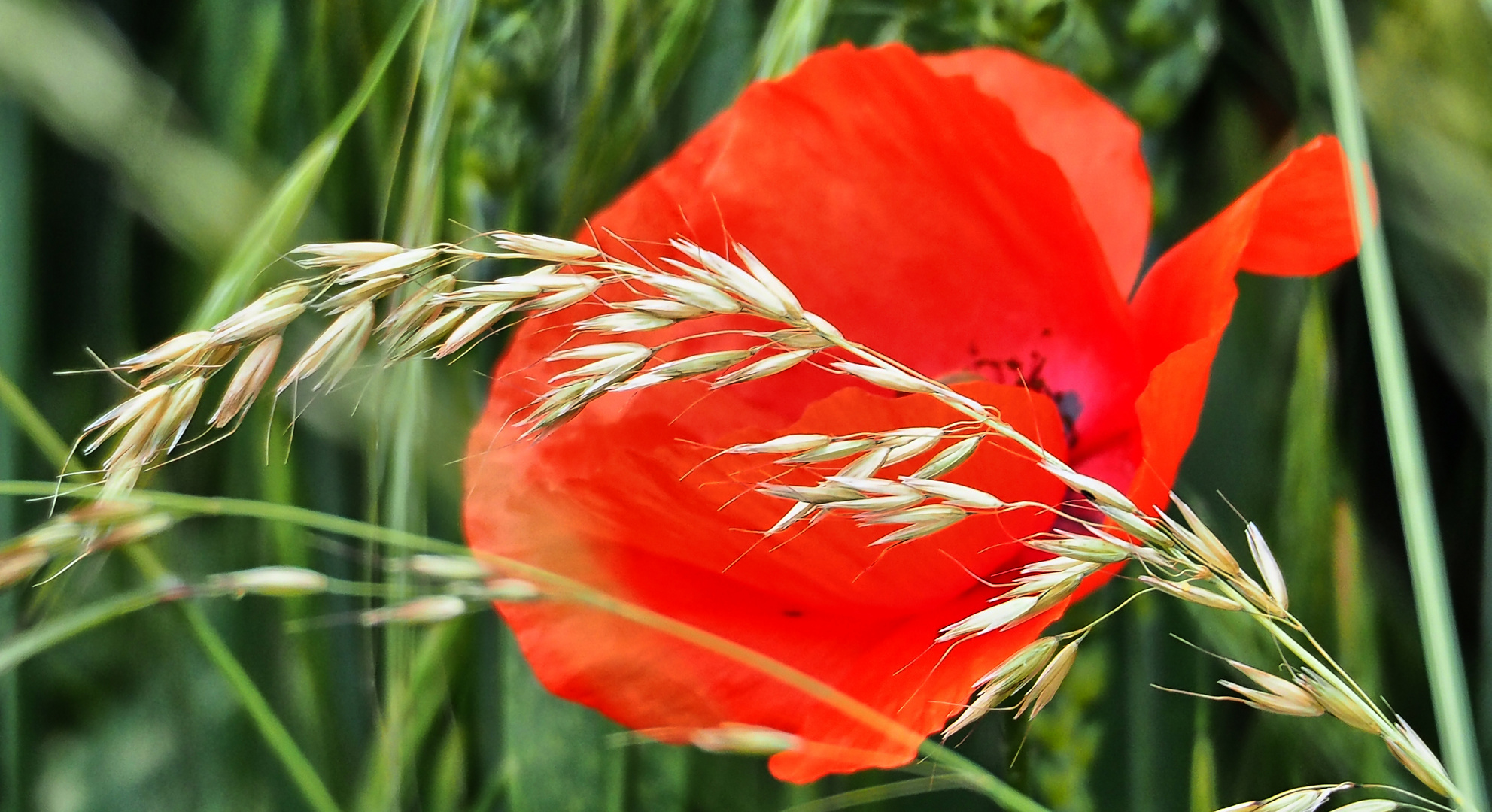 mohn              