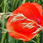 mohn              