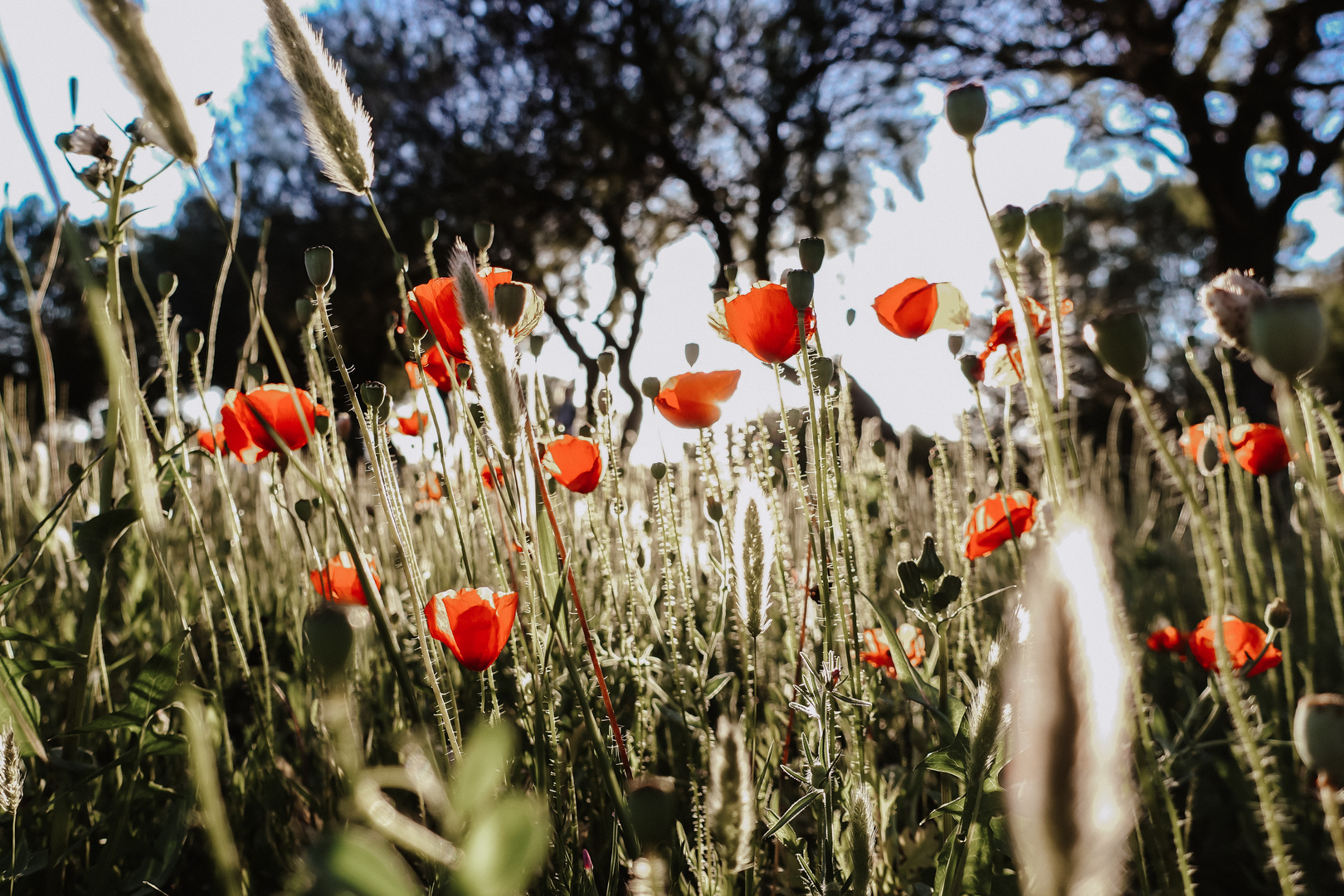 Mohn