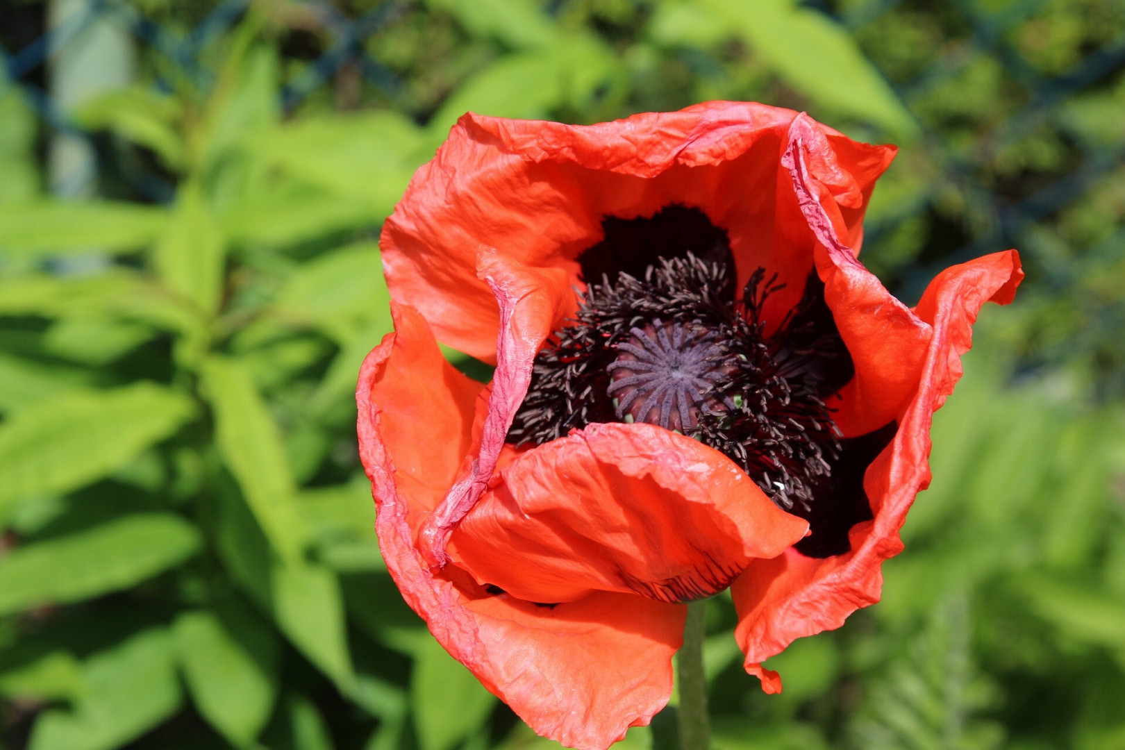 Mohn