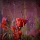 Mohn