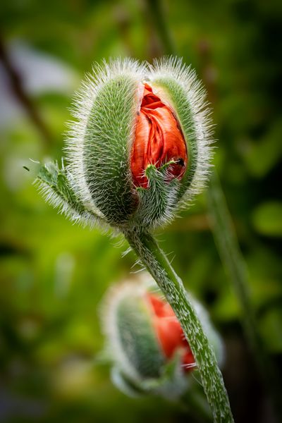 Mohn