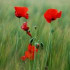 Mohn