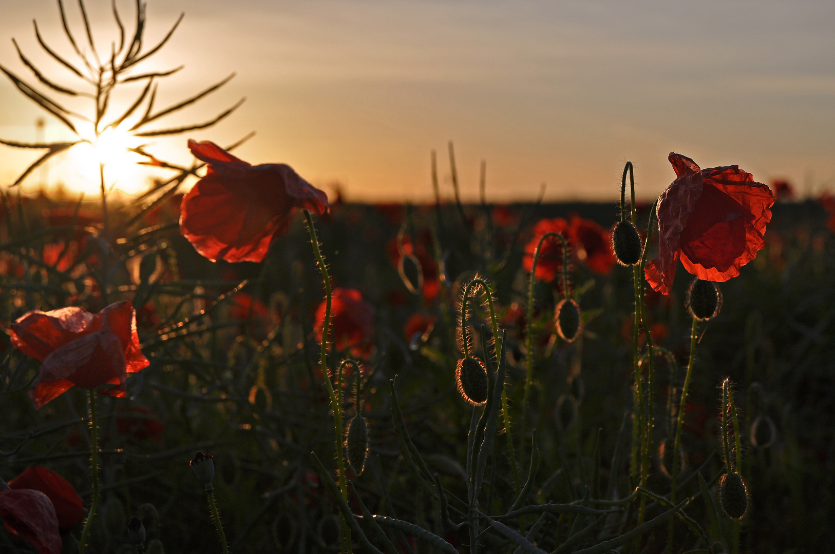 Mohn