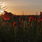 Mohn