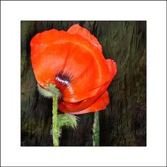 mohn