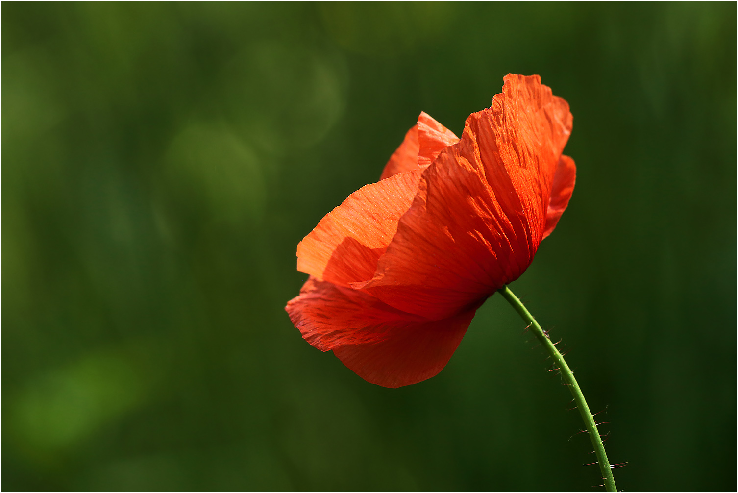 Mohn...