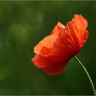 Mohn...