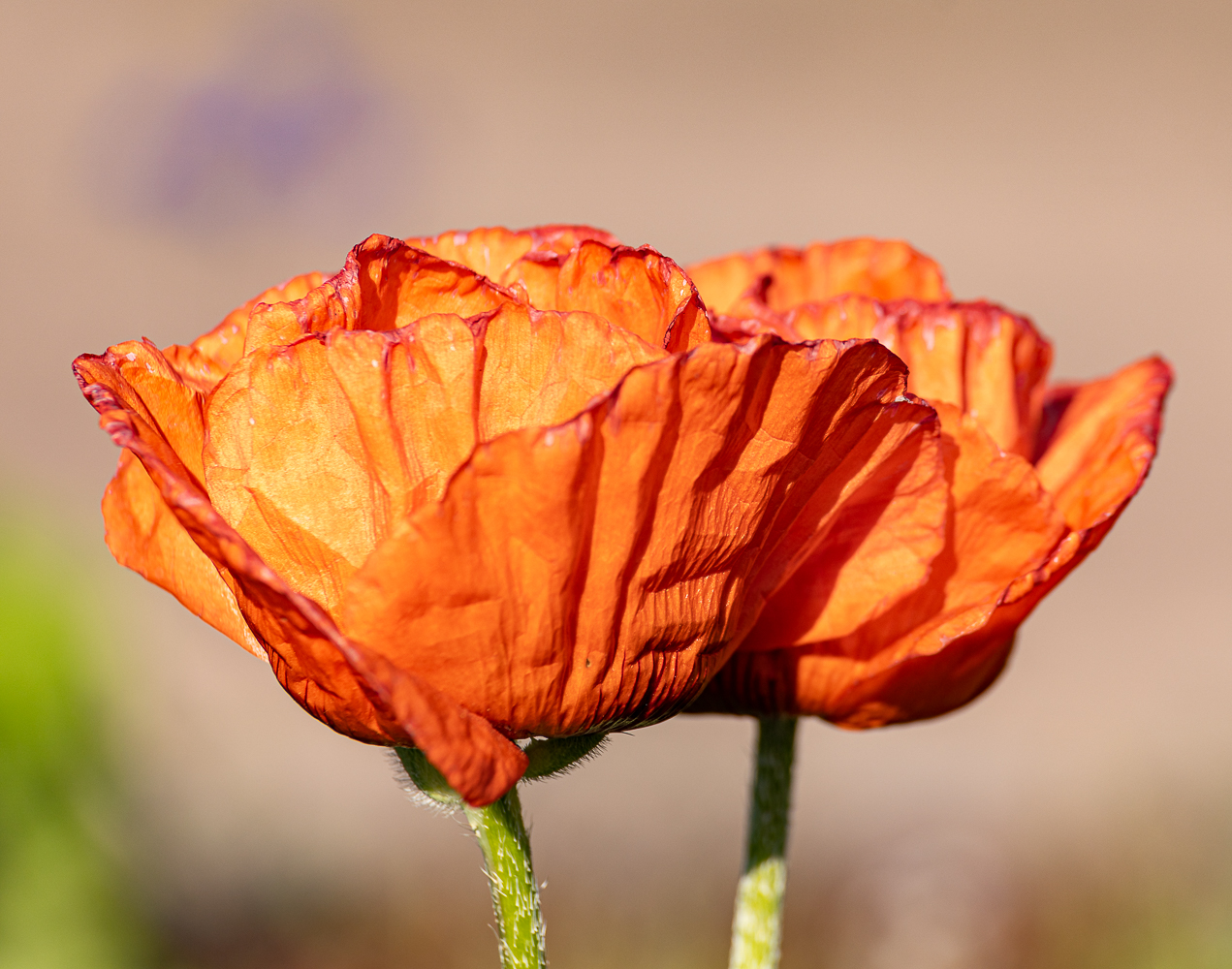 Mohn 