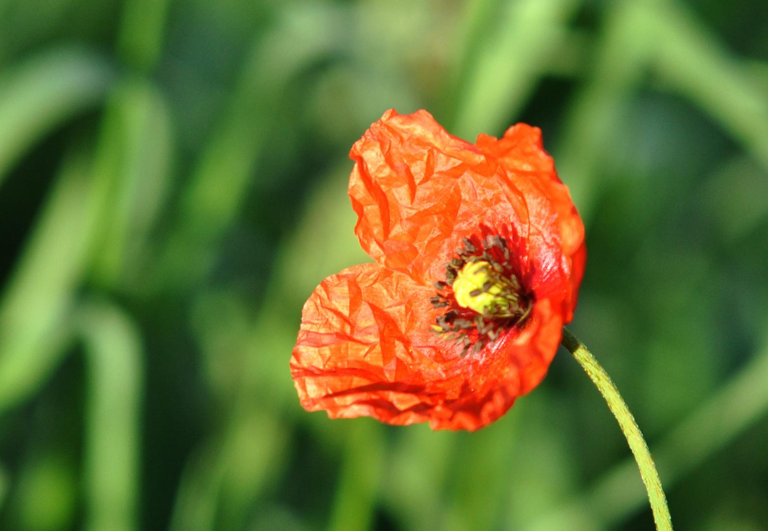 Mohn