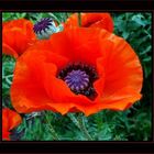 Mohn