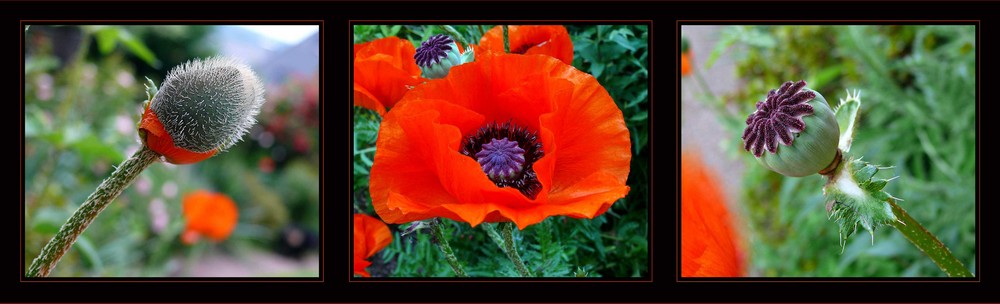 Mohn