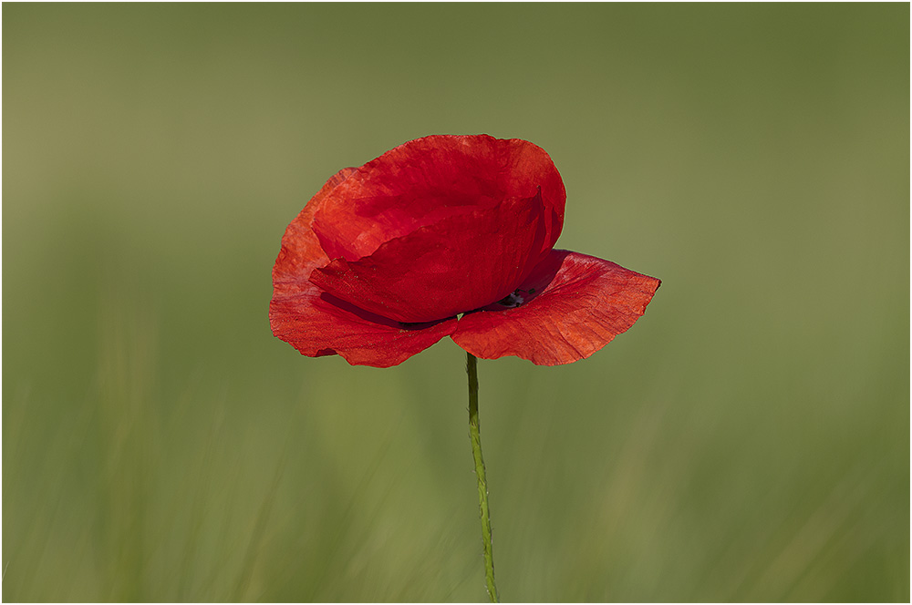 Mohn