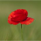 Mohn