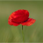 Mohn