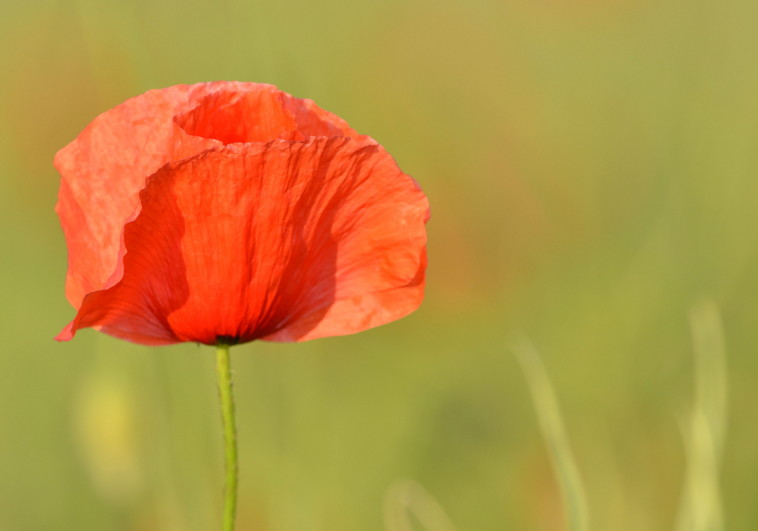 Mohn