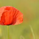 Mohn