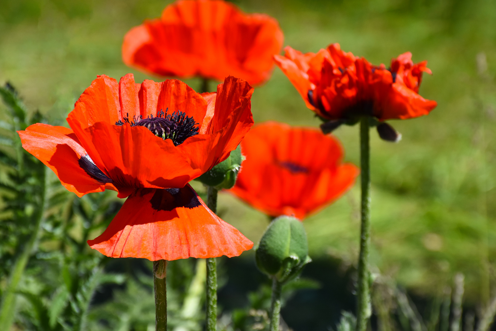 Mohn