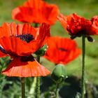 Mohn