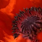 Mohn