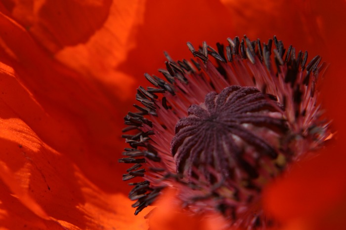 Mohn von canospeed