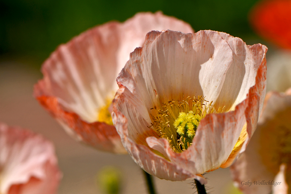 Mohn...