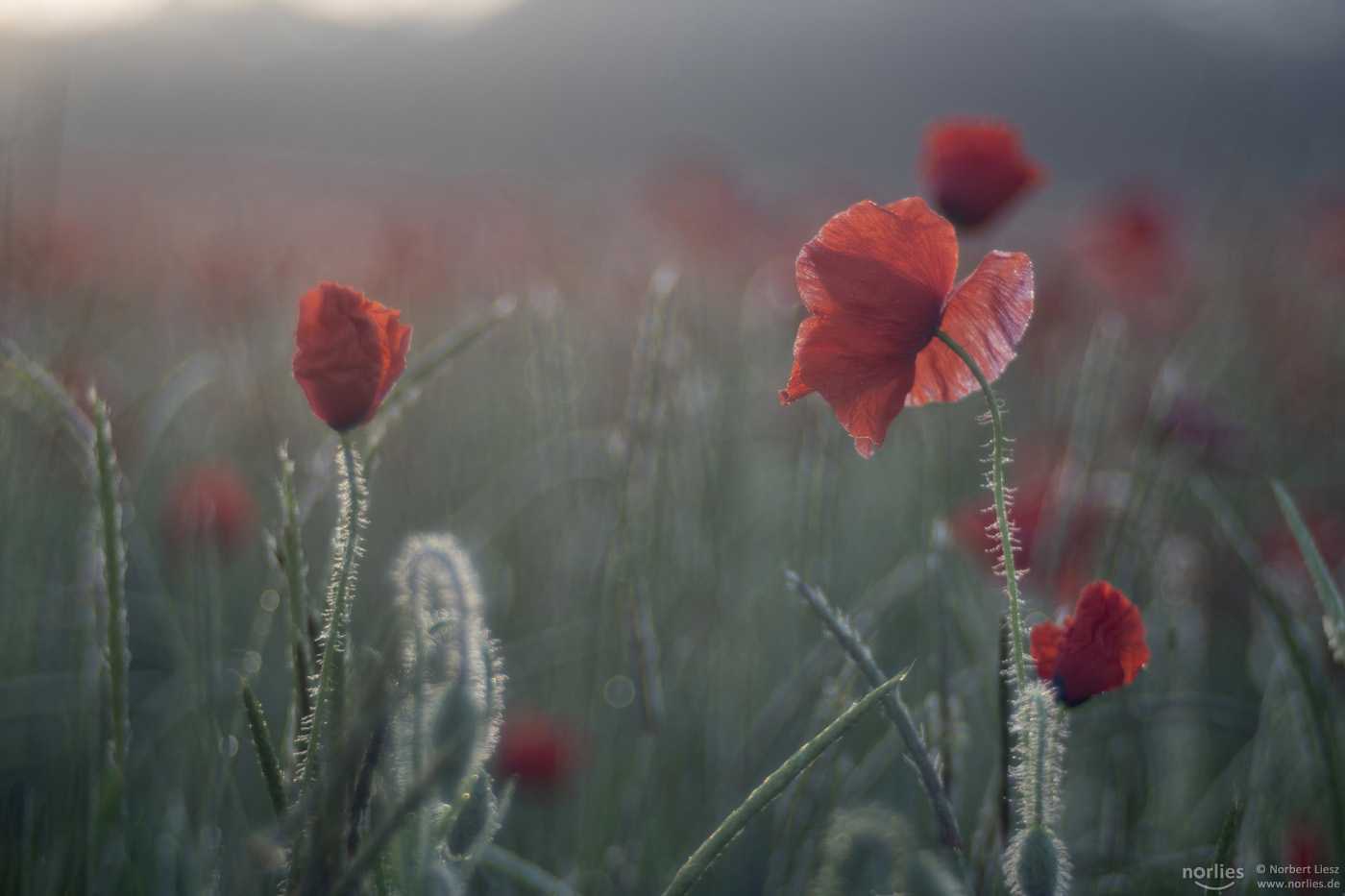 Mohn