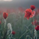 Mohn