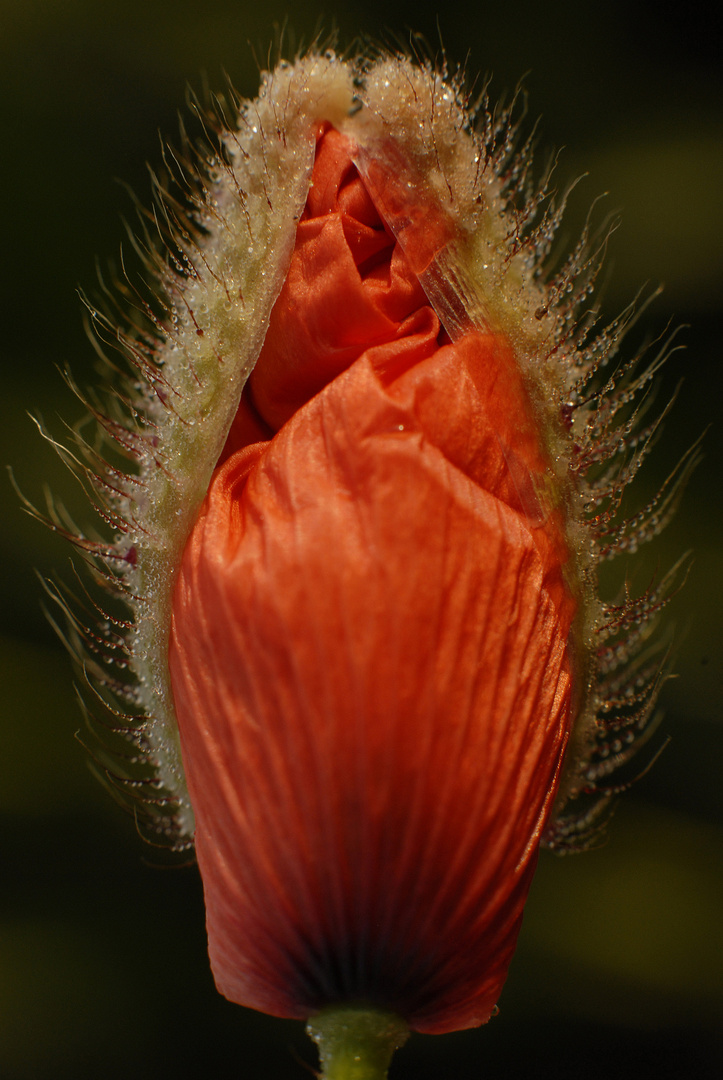 Mohn