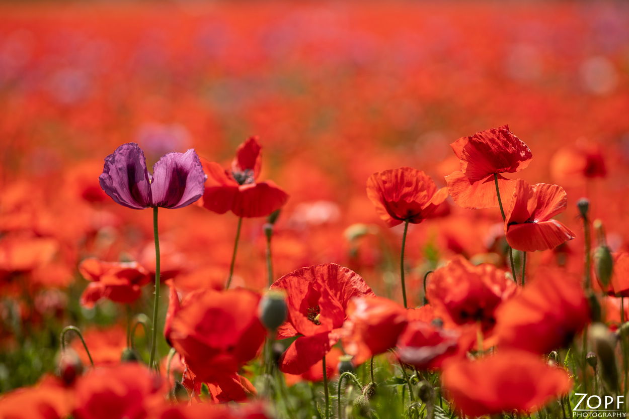 Mohn