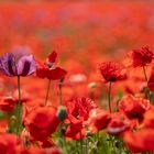 Mohn