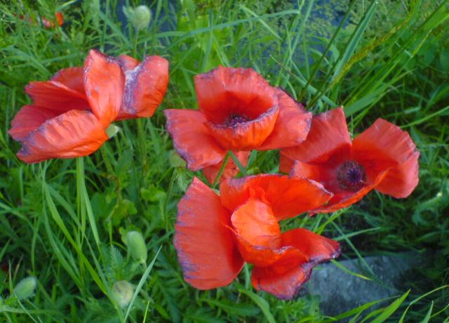 Mohn